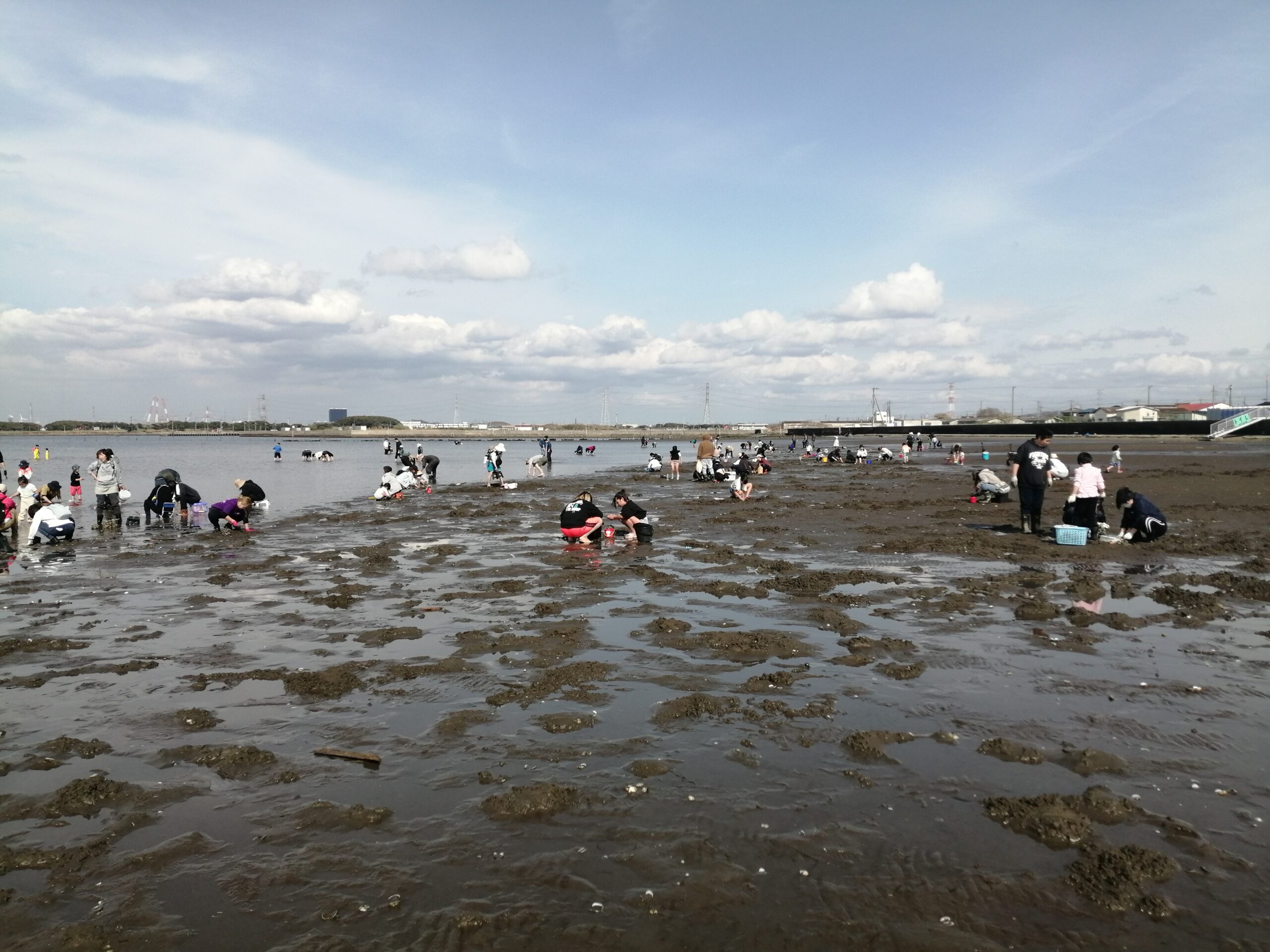 2025年4月富津海岸潮干狩場でアサリやハマグリを採ってきました