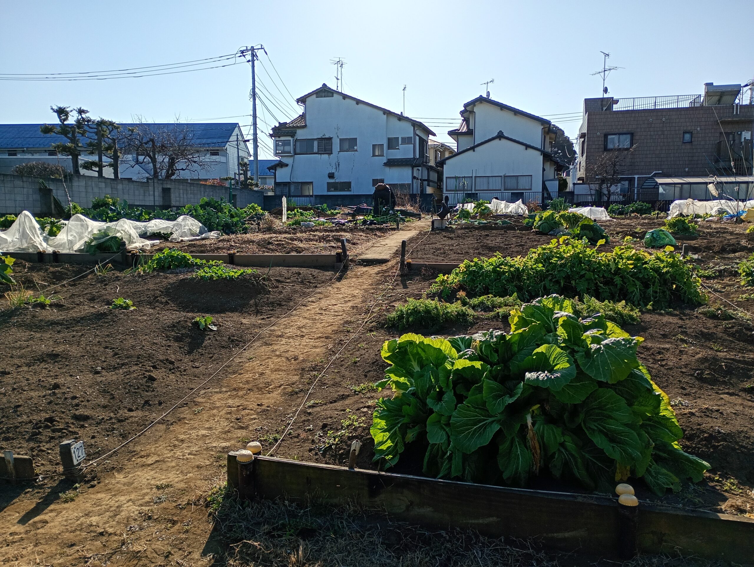 失われゆく板橋の「トカイナカ」：2026年、ついに成増の区民農園がゼロ