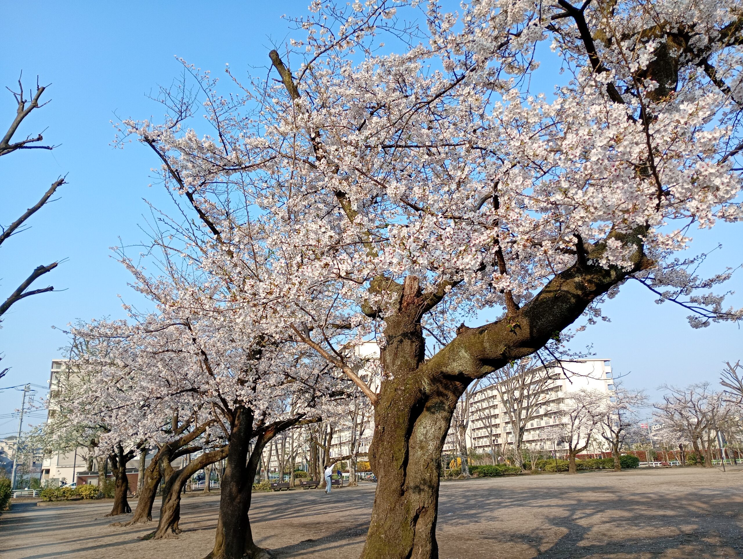桜巡り】2026年春白子川沿いの桜を巡ってきました。 – なりますチャンネル 桜巡り】2026年春白子川沿いの桜を巡ってきました。 – なりますチャンネル